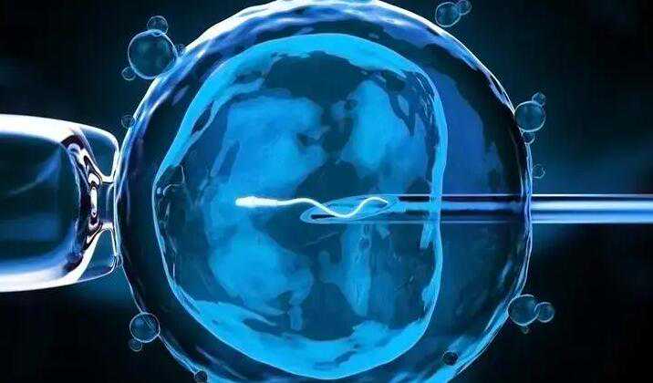 厦门女的代孕卵子是谁的_2022年在上海一妇婴做一次试管婴儿成功率有多高？